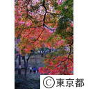 殿ヶ谷戸公園の紅葉