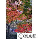 殿ヶ谷戸公園の紅葉