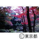 殿ヶ谷戸公園の紅葉