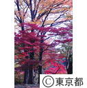 殿ヶ谷戸公園の紅葉