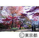 殿ヶ谷戸公園の紅葉
