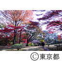 殿ヶ谷戸公園の紅葉