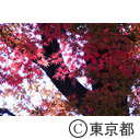 殿ヶ谷戸公園の紅葉