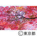殿ヶ谷戸公園の紅葉