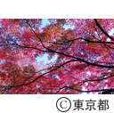 殿ヶ谷戸公園の紅葉