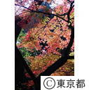 殿ヶ谷戸公園の紅葉