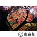 殿ヶ谷戸公園の紅葉