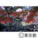 殿ヶ谷戸公園の紅葉