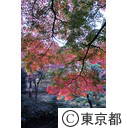 殿ヶ谷戸公園の紅葉
