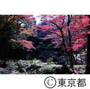 殿ヶ谷戸公園の紅葉