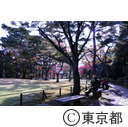 殿ヶ谷戸公園の紅葉