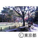 殿ヶ谷戸公園の紅葉