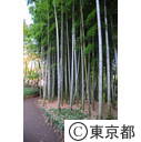殿ヶ谷戸公園の竹林