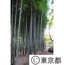 殿ヶ谷戸公園の竹林