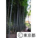 殿ヶ谷戸公園の竹林