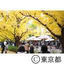 絵画館前の銀杏並木