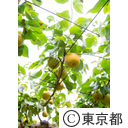 東京の農業 梨 ぶどう ネクタリン