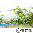 東京の農業 梨 ぶどう ネクタリン