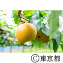 東京の農業 梨 ぶどう ネクタリン