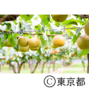 東京の農業 梨 ぶどう ネクタリン