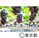 東京の農業 梨 ぶどう ネクタリン