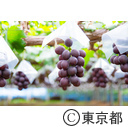 東京の農業 梨 ぶどう ネクタリン