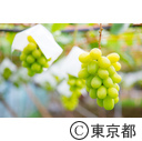 東京の農業 梨 ぶどう ネクタリン