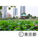 上野恩賜公園 不忍池の蓮
