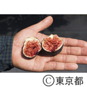 東京の農業 イチジク