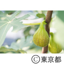 東京の農業 イチジク