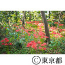 牧野記念庭園 彼岸花