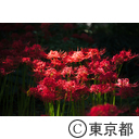 牧野記念庭園 彼岸花