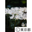 牧野記念庭園 彼岸花