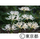 牧野記念庭園 彼岸花