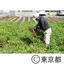 東京の農業 落花生