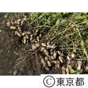 東京の農業 落花生