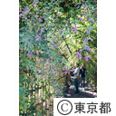 向島百花園萩のトンネル