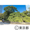 浜離宮恩賜庭園のコスモス