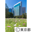 浜離宮恩賜庭園のコスモス
