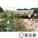 神代植物公園 バラフェスタ