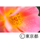 神代植物公園 バラフェスタ