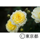 神代植物公園 バラフェスタ