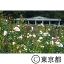 神代植物公園 バラフェスタ