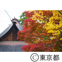 高幡不動尊の紅葉