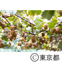東京の農業 キウイフルーツ
