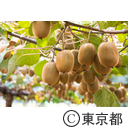 東京の農業 キウイフルーツ