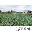 東京の農業 キャベツ