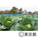 東京の農業 キャベツ