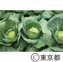 東京の農業 キャベツ