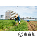 東京の農業 馬込三寸にんじん